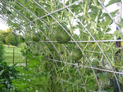 Growing Vining Plants on a Trellis saves space
