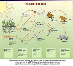 The Soil Food Web